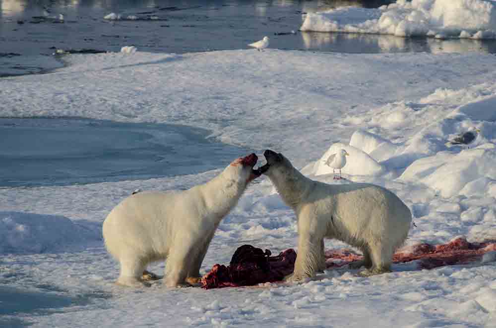 Oso Polar - islas Svalbard - Noruega 65.jpg